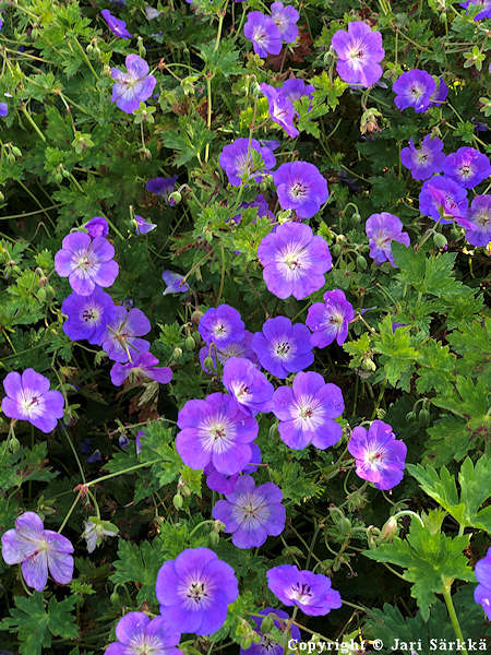 Geranium 'Rozanne' jalokurjenpolvi